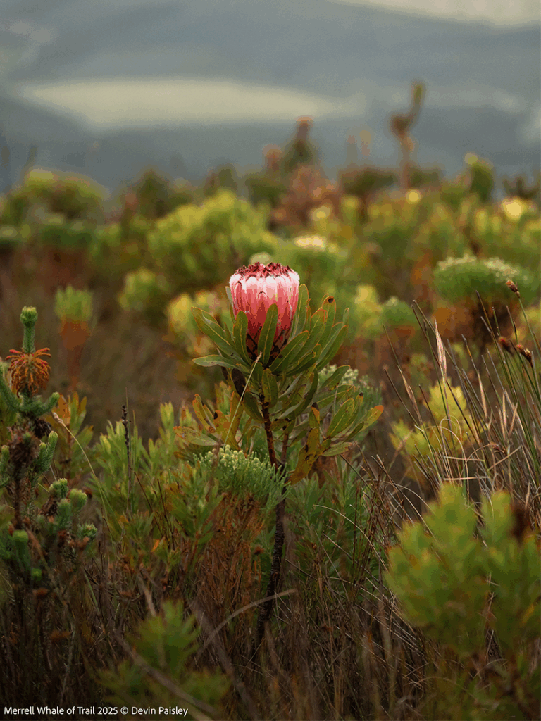 WOT protea Whale Of Trail Race